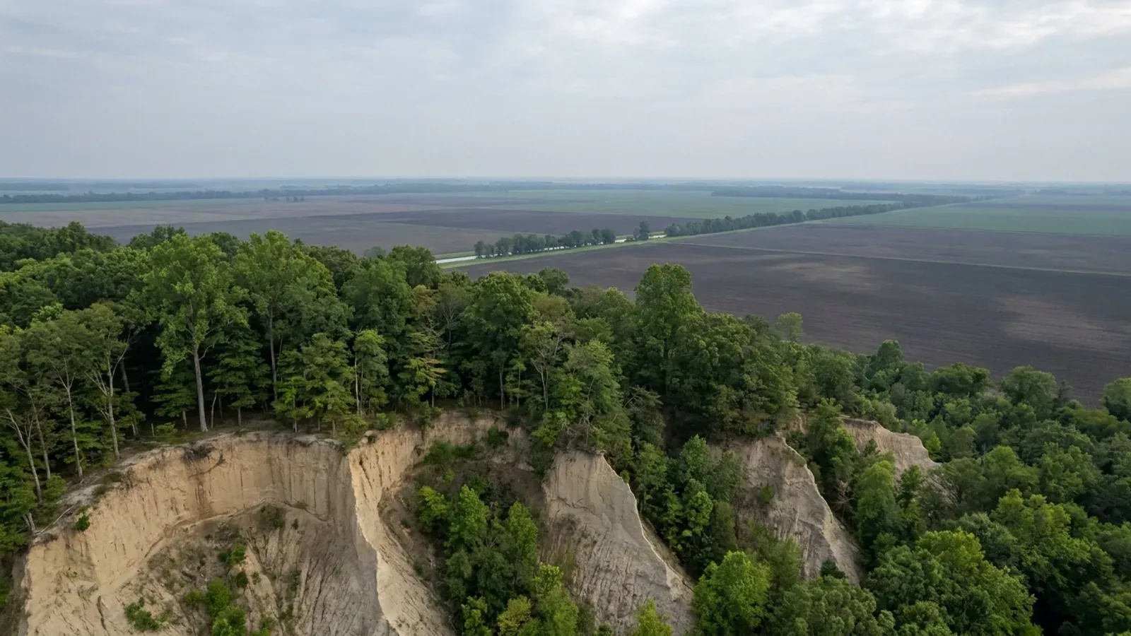 The wooded loess bluff of Crowley's Ridge with eroded gullies, above the dead-flat Delta cropland below.